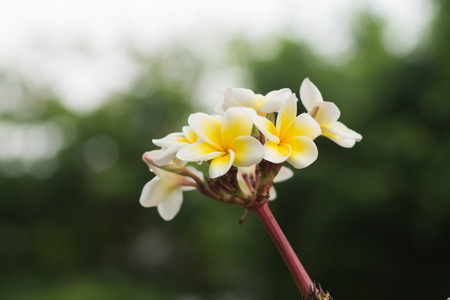 Plumeria  frangipani  flowersの写真素材