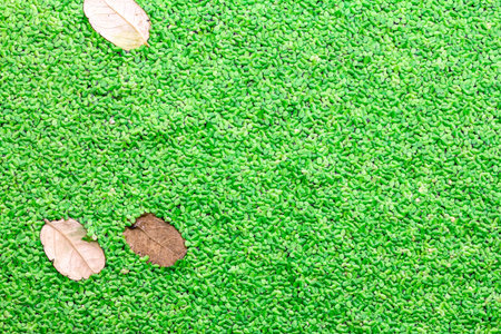 Little leaf green of Lemna Minor background