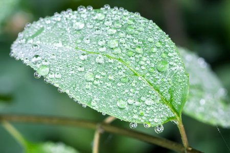 droplet on leaf , fresh moment 