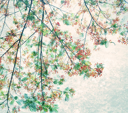 Retro color tone of Flam-boyant flower with light grunge background