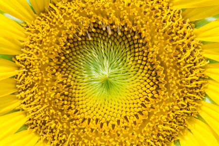 close up of sunflowerの写真素材