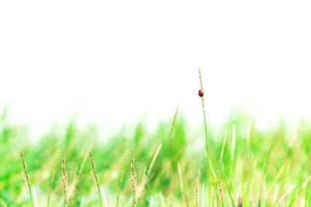 Abstract nature background of grass and lady bugの写真素材