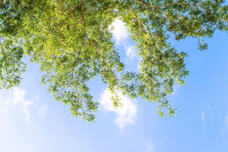 leaf branch on sky backgroundの写真素材