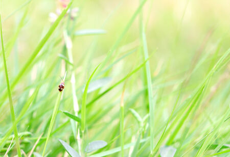 leaf branch on sky backgroundの写真素材