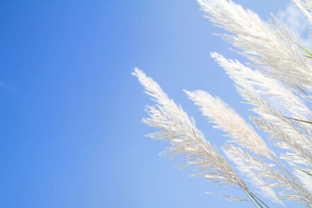 abstract softness white Feather Grass  with sky blue background and spaceの写真素材