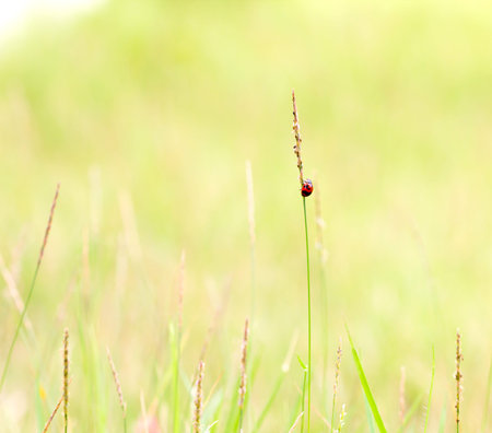 Abstract nature background of grass and ladybug
