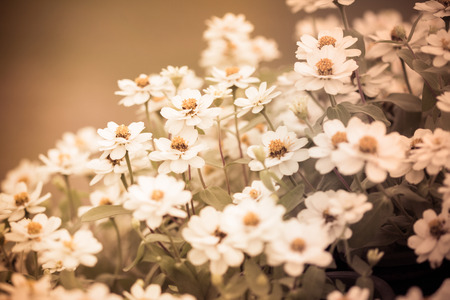 beautiful white flower in vintage color toneの写真素材