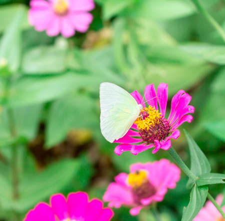 butterfly on pink flower in the garden on sunny dayの写真素材