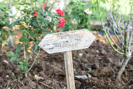 empty or blank wooden plaque put in rose gardenの写真素材