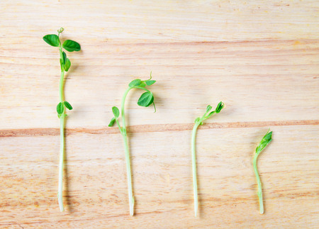 closeup the green pea sprout  on wooden backgroundの写真素材