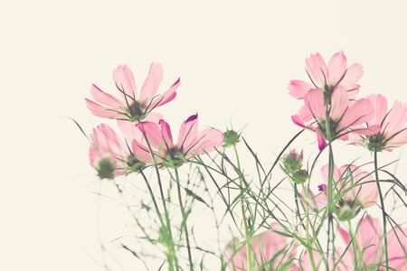 soft focus on the cosmos flowersの写真素材