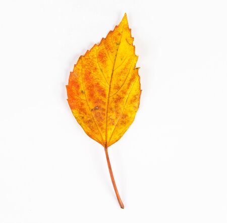 dried autumn leaves falling down on white floorの写真素材