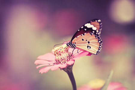Butterfly on pink flower in the garden on sunny dayの写真素材