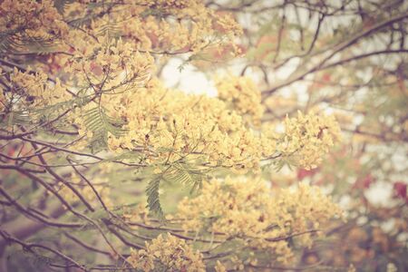 the Flam-boyant flower backgroundの写真素材