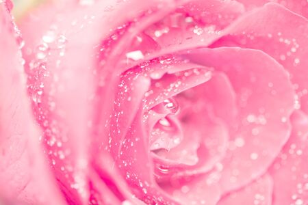 selective focus of close up the rose flower with dropletの写真素材