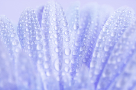 Close up and selective focus of the sweet pink  Gerbera flower with water droplet, romantic and fresh momentの写真素材