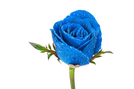 blue rose on white backgroundの写真素材