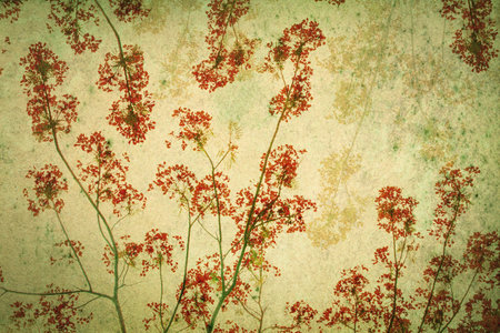 the Abstract retro background from Flam-boyant or peacock flowers filtered by grunge texture