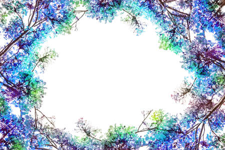 the Flam-boyant flower as frame border and copy space for text backgroundの写真素材