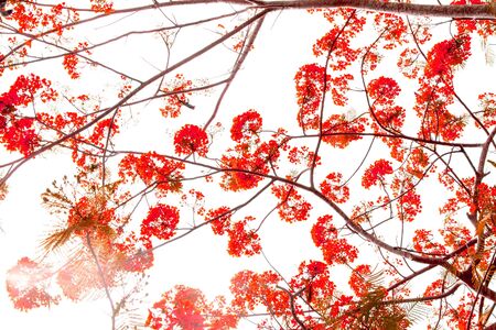 the Flam-boyant flower backgroundの写真素材