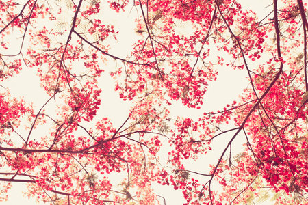 the Flam-boyant flower background