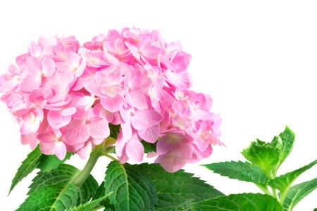 the sweet  hydrangea flowers on a white background