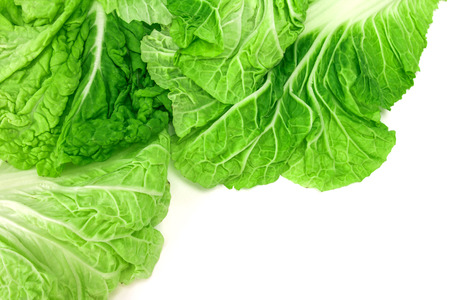 The fresh chinese cabbage  on a white backgroundの写真素材