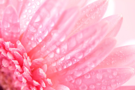 Close up and selective focus of the sweet pink  Gerbera flower with water droplet, romantic and fresh momentの写真素材