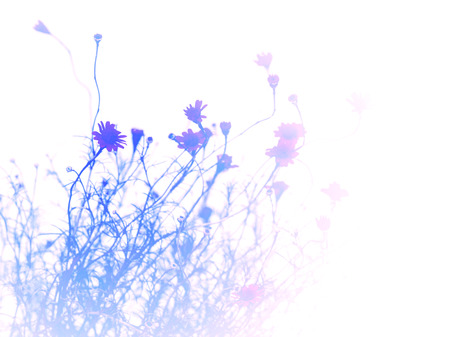 the abstract background from small pretty  daisy flower , blue color toneの写真素材
