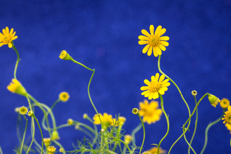 the small pretty yellow daisy on blue backgroundの写真素材