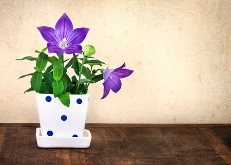 still life of the purple balloon flower or Platycodon grandiflorus flower in cute pot on wooden table with copy space , vintage and retro styleの写真素材