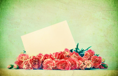 the beautiful blooming carnation flowers on a white background with copy space , vintage color styleの写真素材