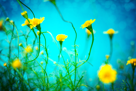 the small pretty yellow daisy on blue backgroundの写真素材