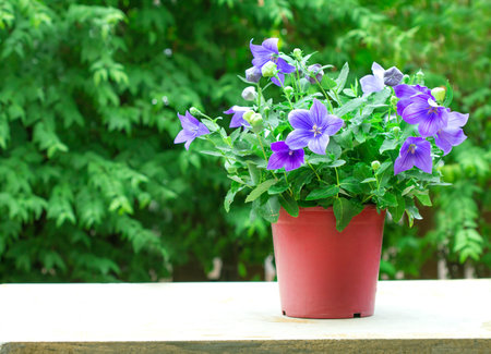 the purple balloon flower or Platycodon grandiflorus flower  in brown potの写真素材
