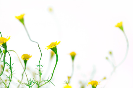 the small pretty yellow daisyの写真素材