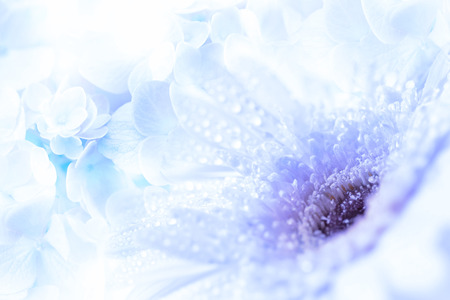 Close up and selective focus of the sweet pink  Gerbera flower with water droplet, romantic and fresh momentの写真素材