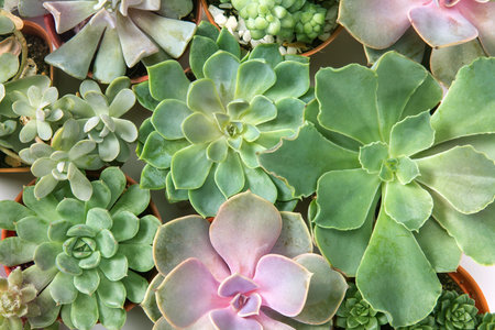 arrangement of the succulents or cactus succulents , overhead or top viewの写真素材