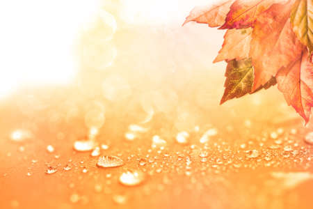 The Autumn background with leaves and  rain water dropsの写真素材