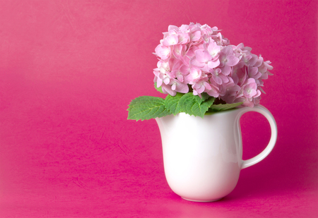 the sweet pink  hydrangea flowers in white vase on red backgroundの写真素材