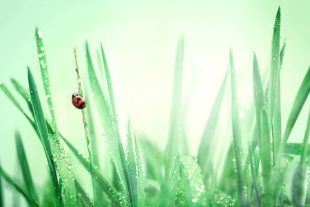 Ladybug and fresh green grass with droplets after the rain, beautiful nature backgroundの写真素材