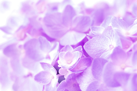 the sweet  hydrangea flowers on a white backgroundの写真素材