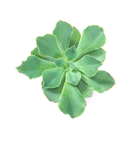 the succulents plant in pot on white background , overhead or top viewの写真素材