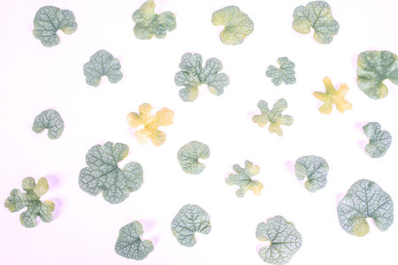 flat lay of the  leaves in winter pattern on white background