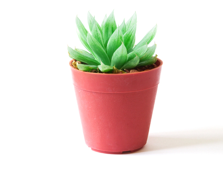 the succulents plant in pot on white backgroundの写真素材