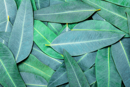 Nature Eucalyptus leaves backgroundの写真素材