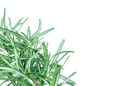 selective focus fresh green Rosemary on white background as frame borderの写真素材