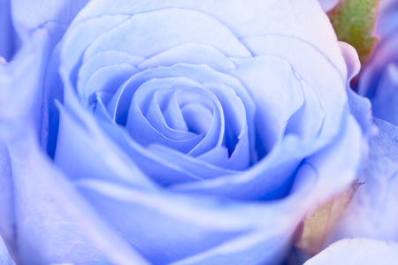 close up sweet  light blue rose flower , cool and romance color toneの写真素材
