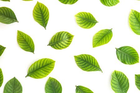 Top view shot of green leaves flat lay on white backgroundの写真素材