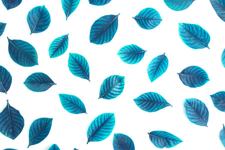 Top view shot of blue leaves flat lay on white background