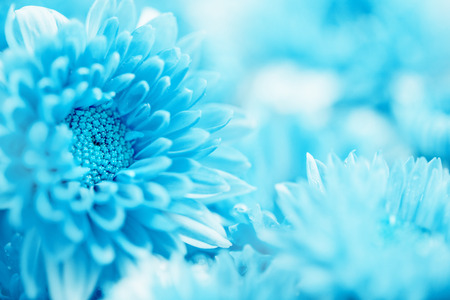 The Soft sweet blue Chrysanthemum flower for love romantic dreamy background , fresh and relax conceptの写真素材